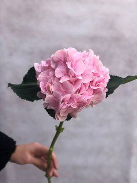 hydrangea 60