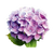 Гортензия