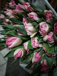 Tulip Ukraine Peony-flowered