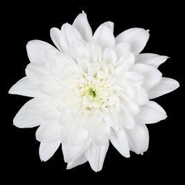 Chrysanthemum Single-head Mix