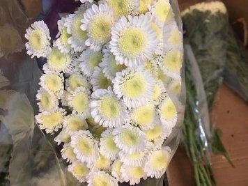 Красивые цветы