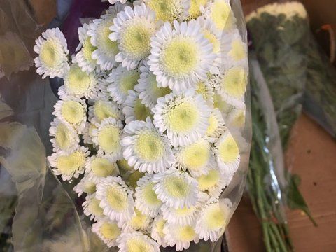 Красивые цветы