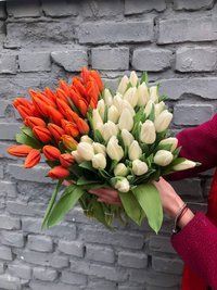 Тюльпан Україна