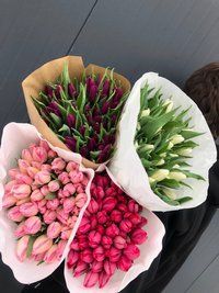 Тюльпан Україна