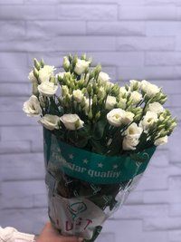 Rose Ukraine Avalanche 60 cm