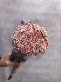 Озотамнус Розовый