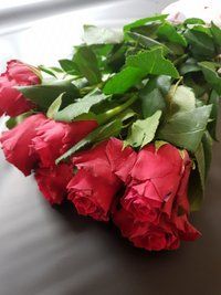 Rose Holland 70 cm