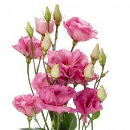 Rose Ukraine Grand Prix 50 cm