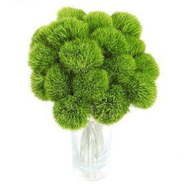 Carnation Green Trick, Зелёный
