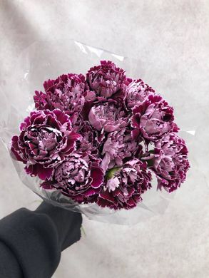 Carnation (Holland) wholesale