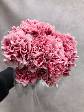 Carnation (Holland) wholesale