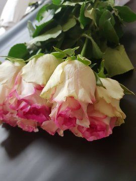 купить свежие розы киев