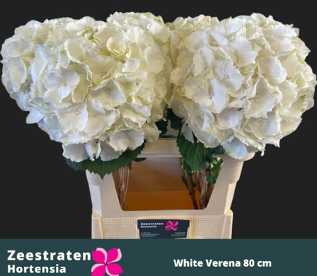 Букет цветов "Белая гортензия"