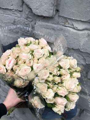 Троянда Голландія Кущова 50 см