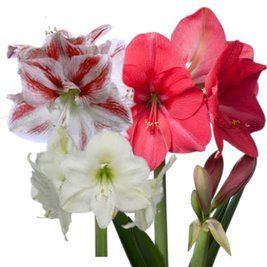 Amaryllis Mix, ассорти