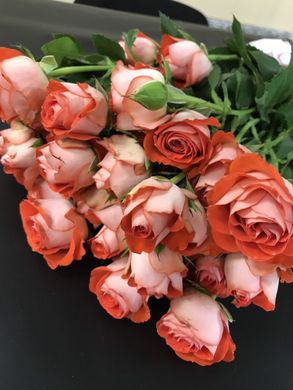 Троянда Голландія Кущова 60 см