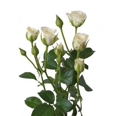 Троянда Сноу Флейк 60 см