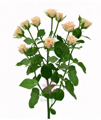 Троянда Спрей Єлєна 50 см