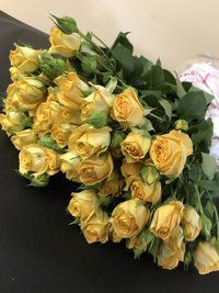 Rose Holland Spray 70 cm