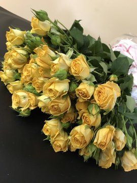 Троянда ГолландіяКущова 70 см