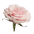 Роза