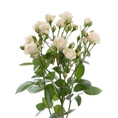 Троянда Крем Грація 50 см