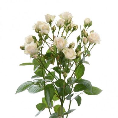Роза Крем Грация 50 см