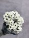 Chrysanthemum Bacardi White wholesale