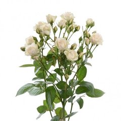 Троянда Крем Грація 60 см