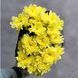 Хризантема Балтіка Жовта